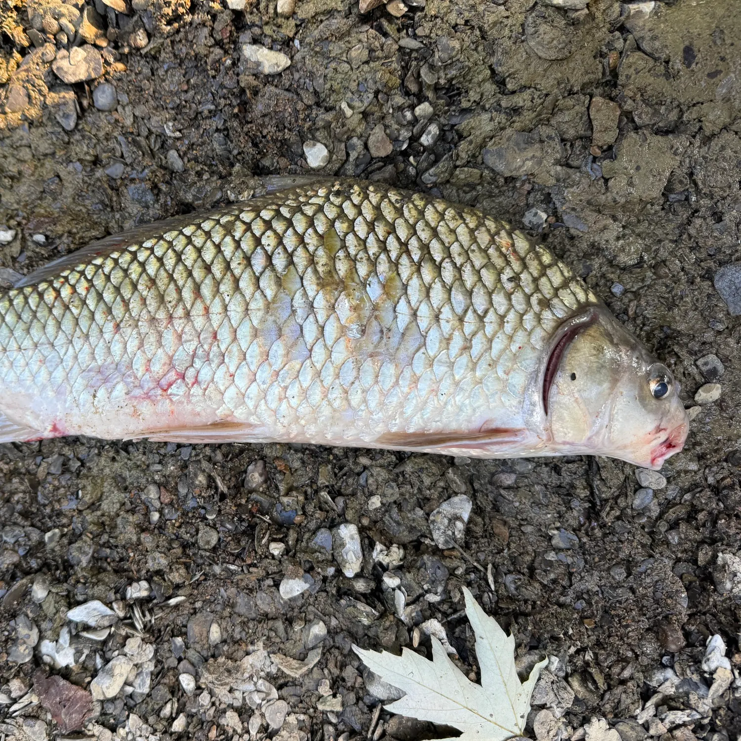 River carpsucker caught on Fishbrain