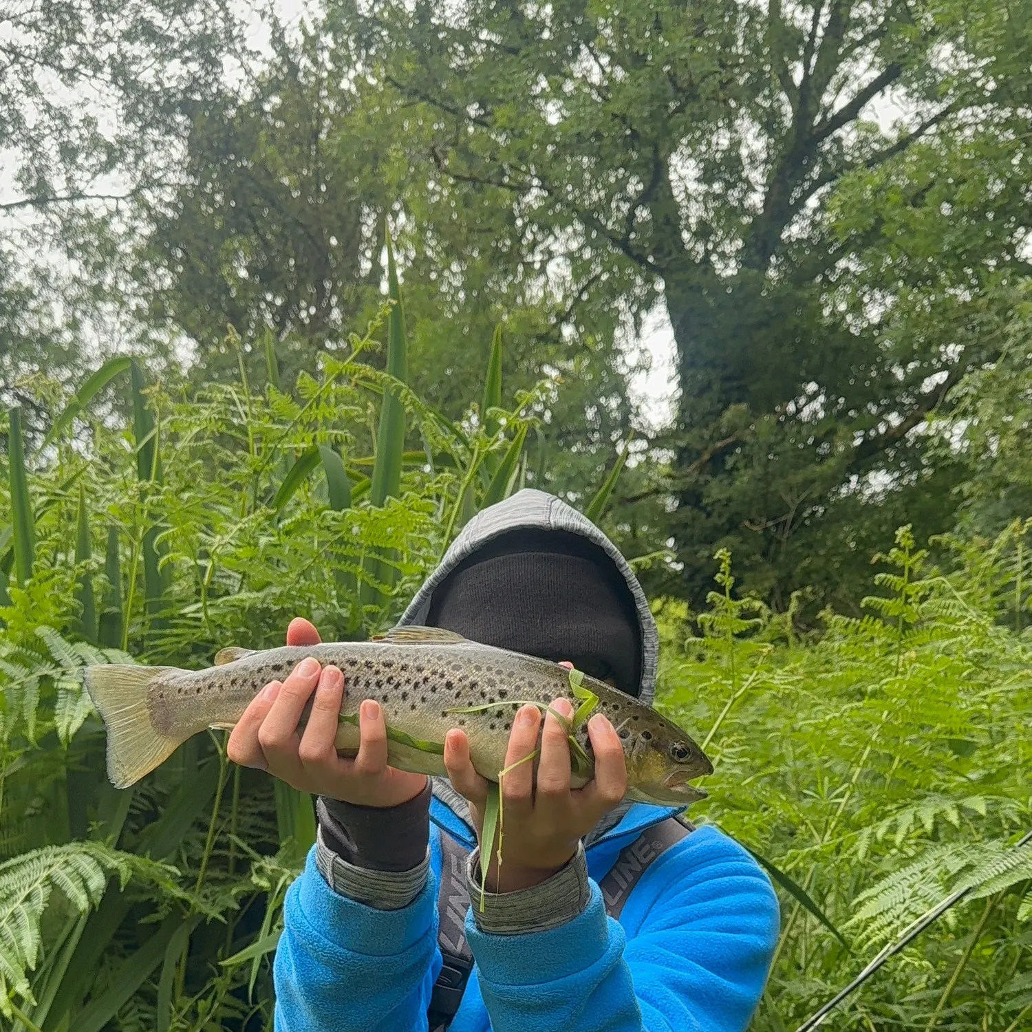 The most recent Brown trout catches on Fishbrain