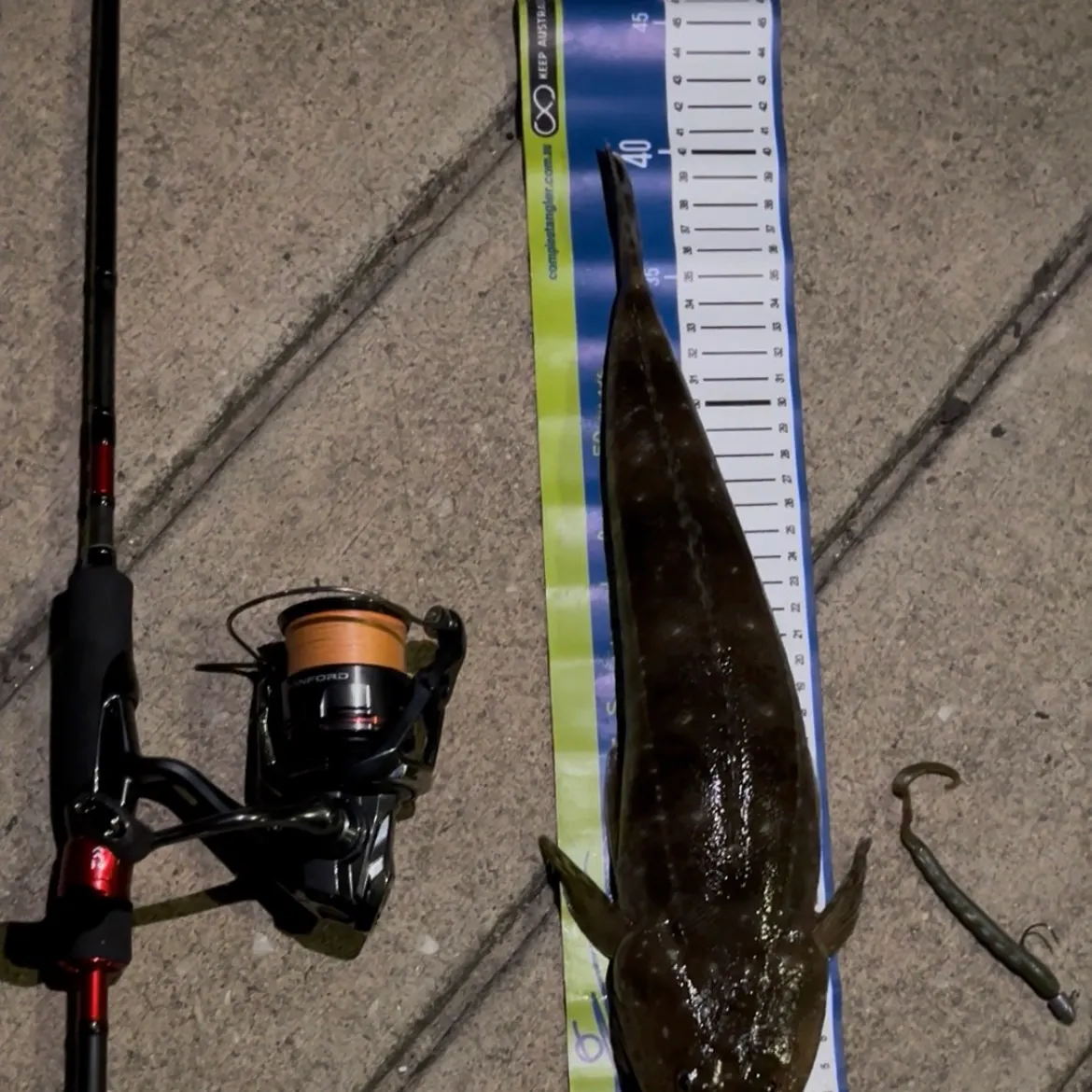 The most recent Dusky flathead catches on Fishbrain