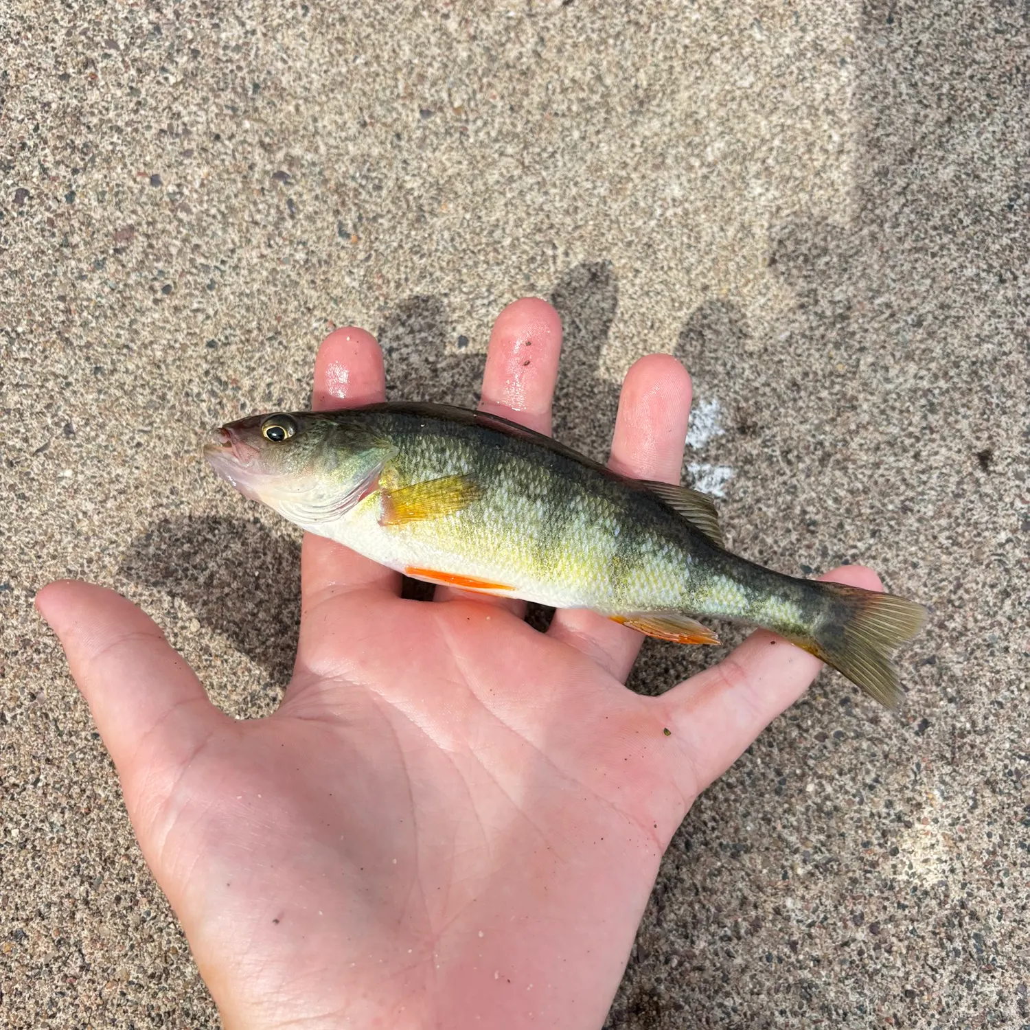 Yellow perch caught on Fishbrain