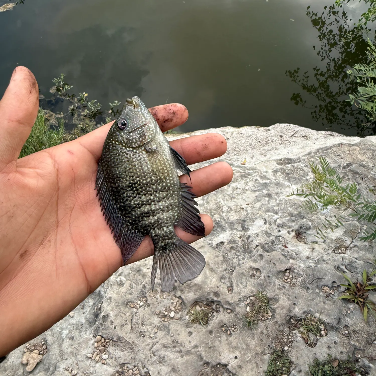 Rio Grande cichlid caught on Fishbrain