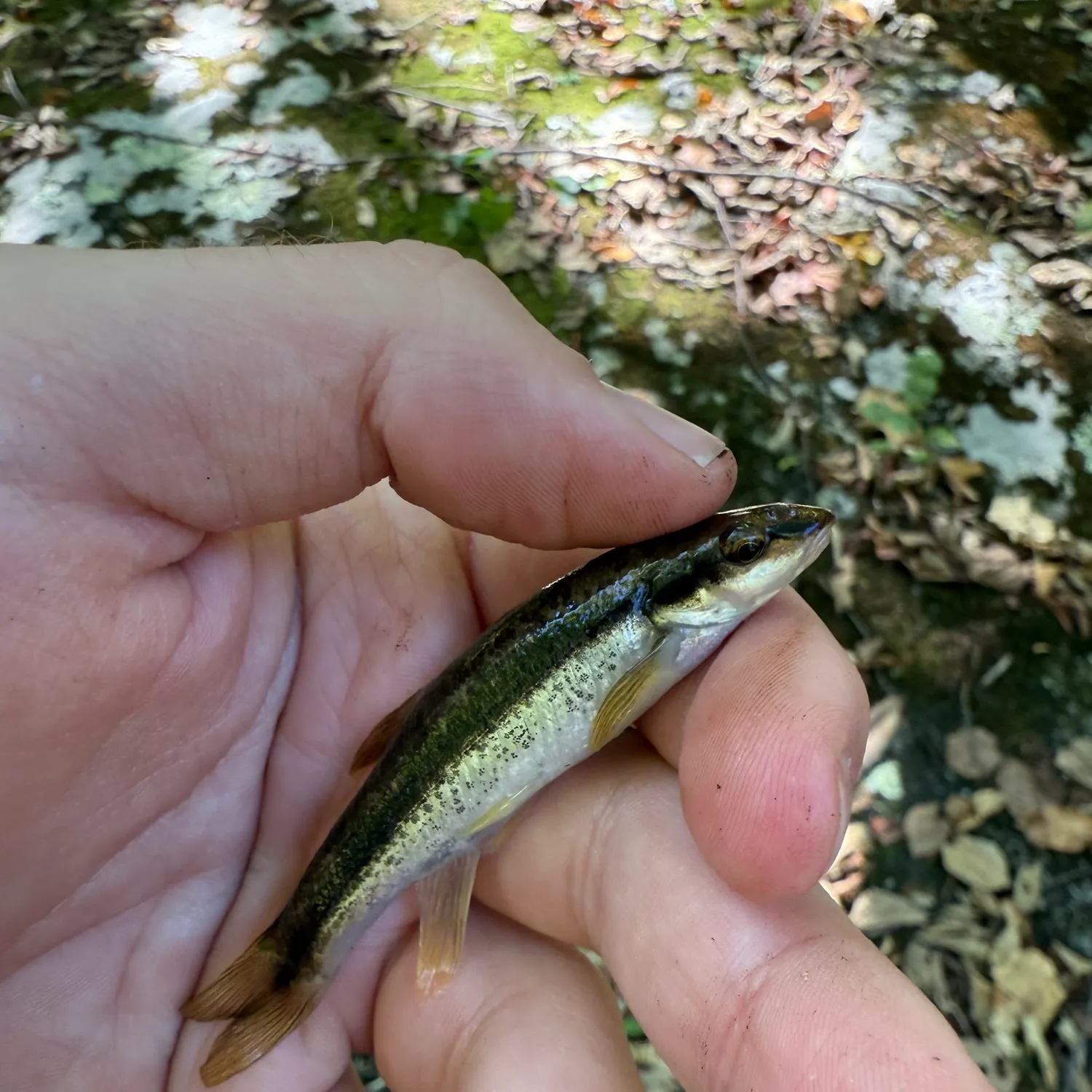 Eastern blacknose dace caught on Fishbrain