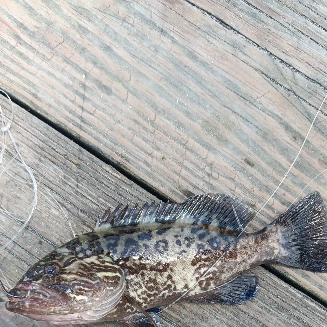 The most recent Gag grouper catches on Fishbrain