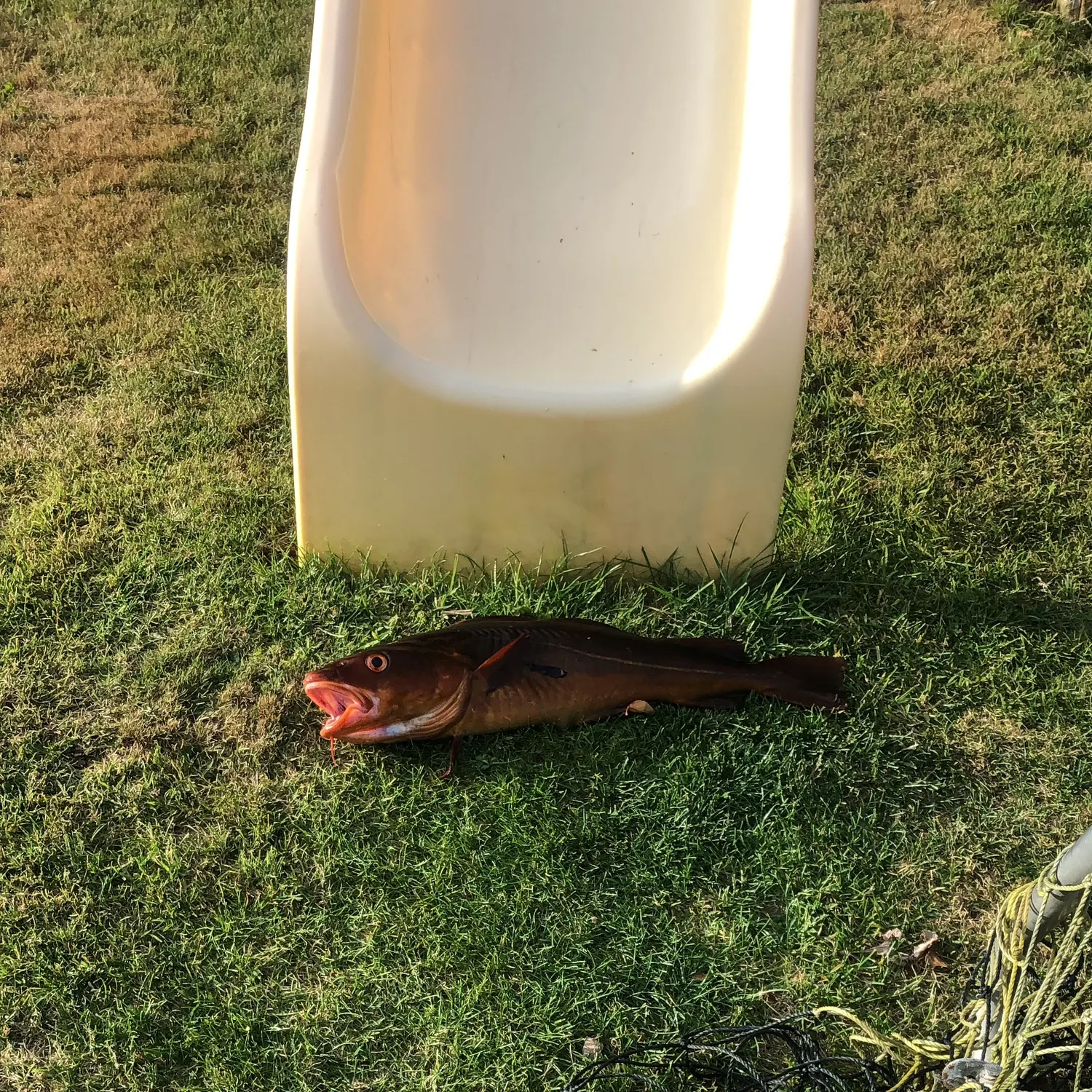 The most recent Red codling catches on Fishbrain