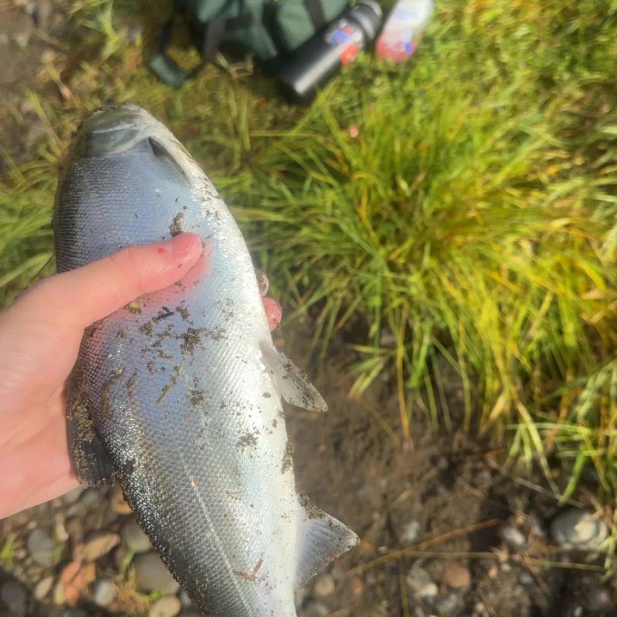 Coho salmon caught on Fishbrain