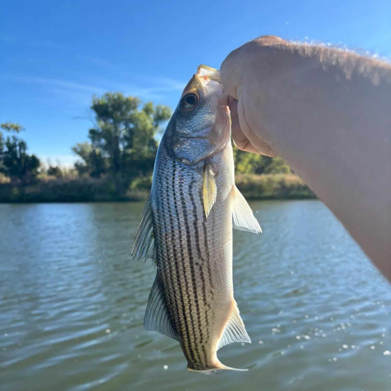Striped bass caught on Fishbrain