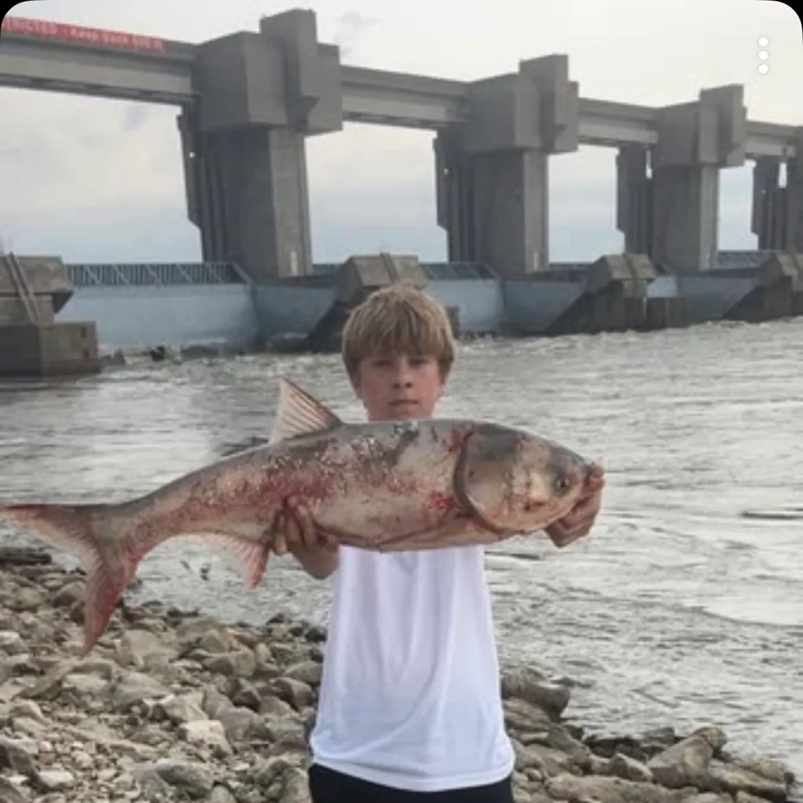 Silver carp caught on Fishbrain