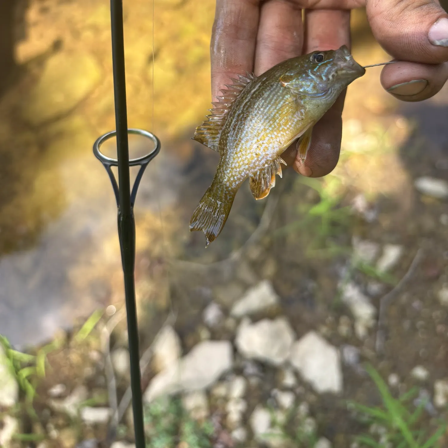 Green sunfish caught on Fishbrain