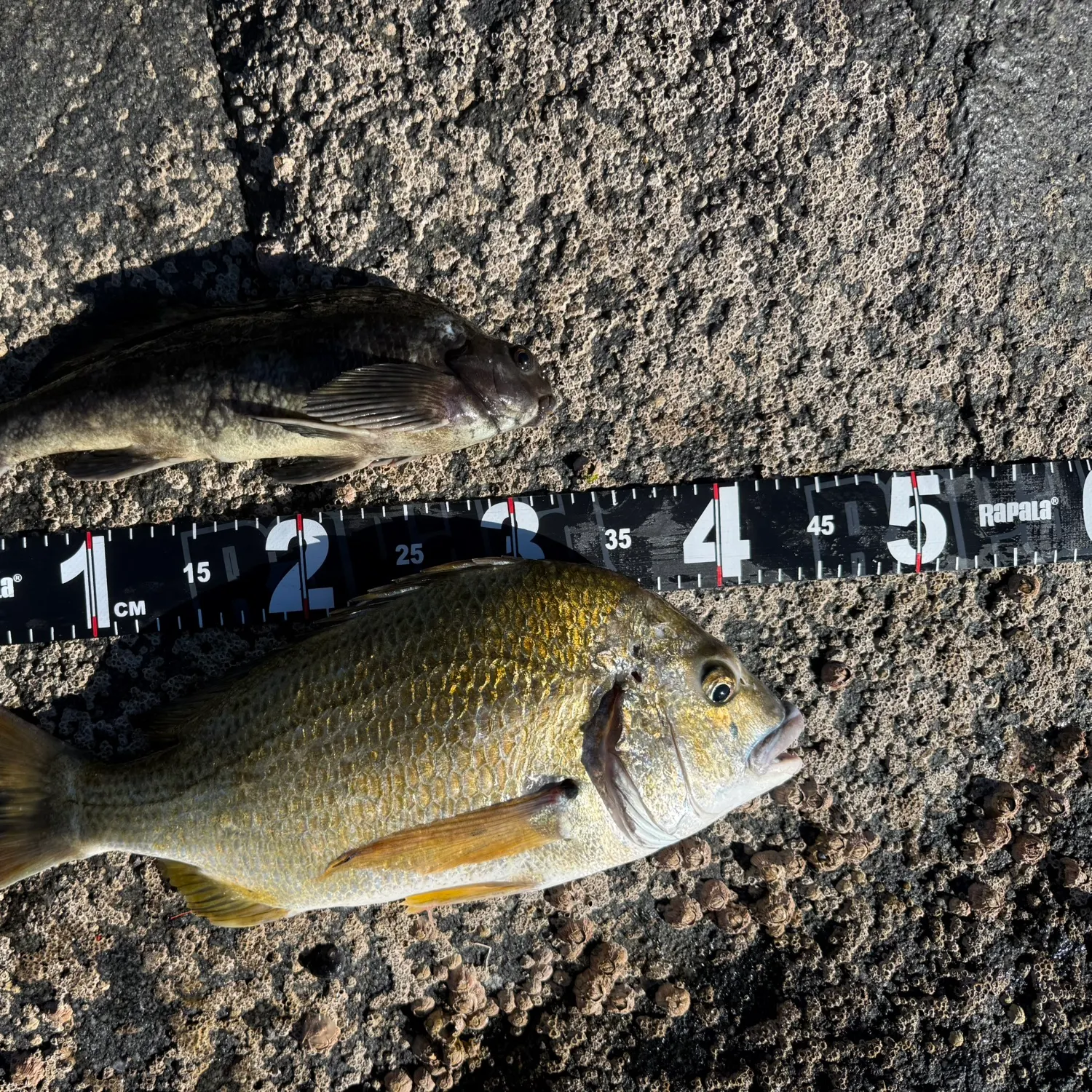 The most recent Goldlined seabream catches on Fishbrain
