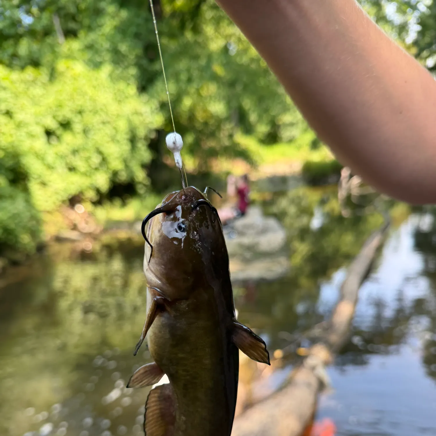 Black bullhead caught on Fishbrain
