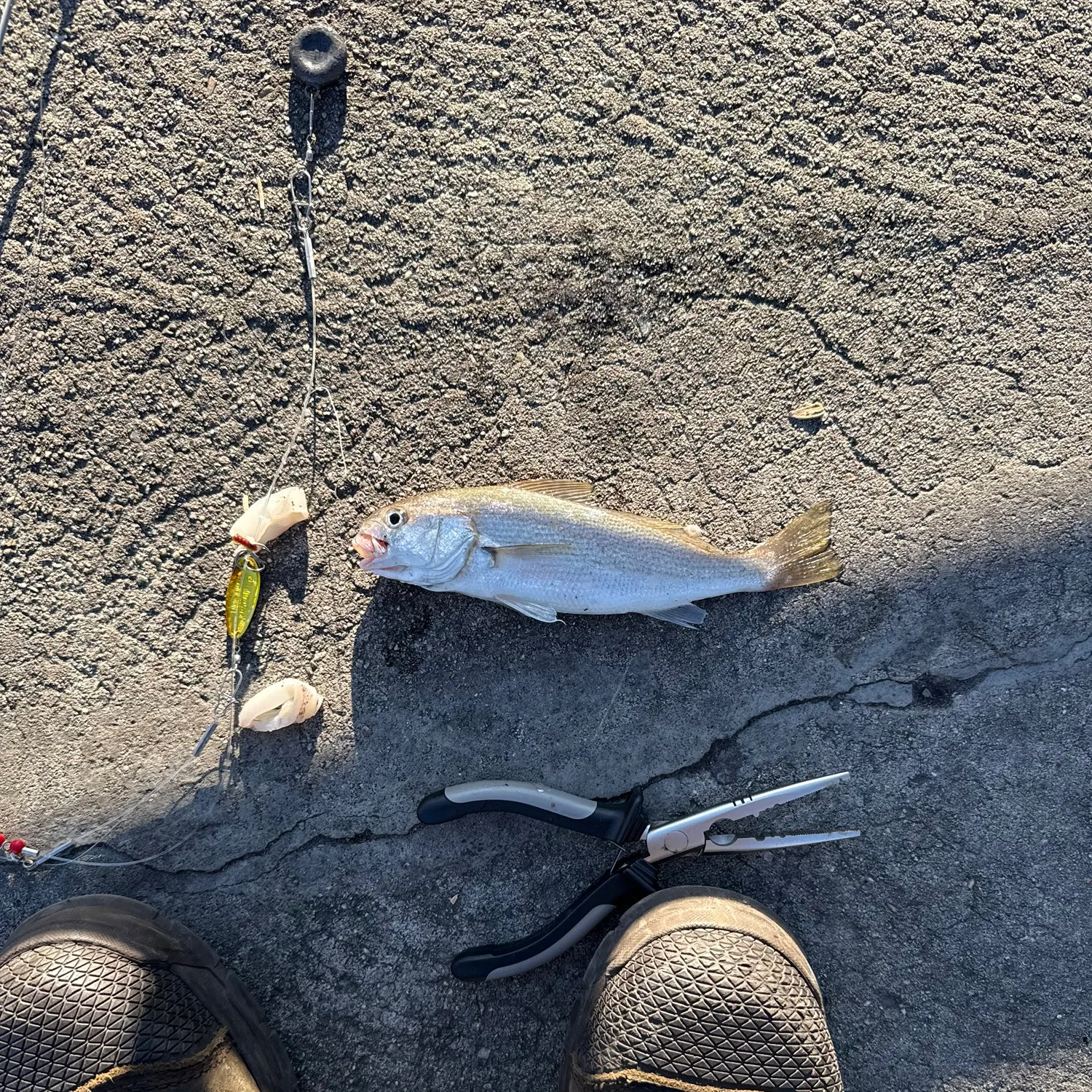 The most recent White croaker catches on Fishbrain