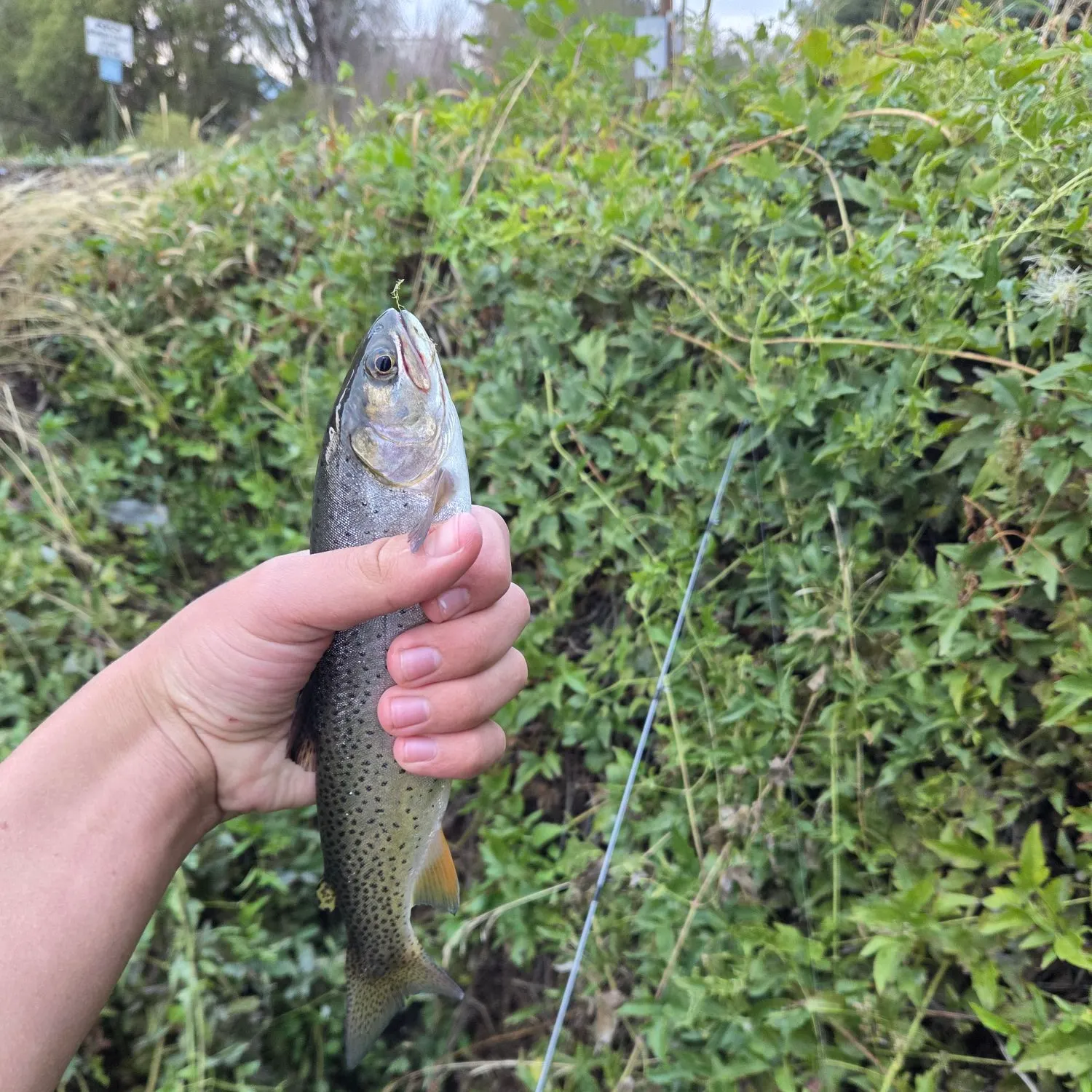 Cutthroat trout caught on Fishbrain