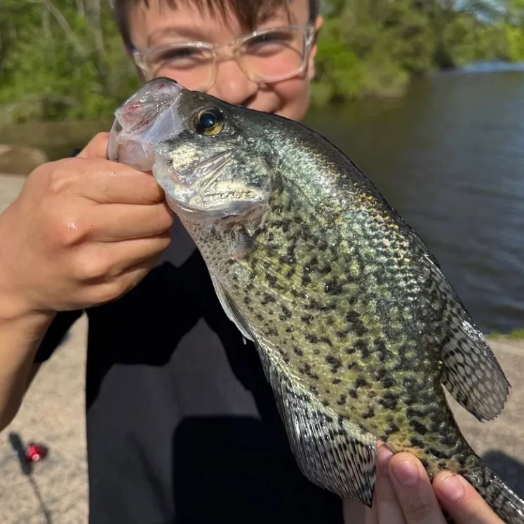 Black crappie caught on Fishbrain