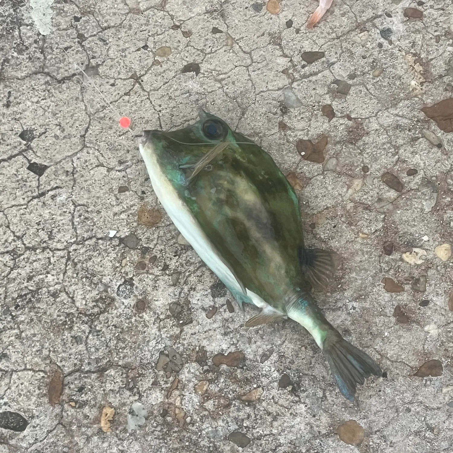 The most recent Smooth puffer catches on Fishbrain