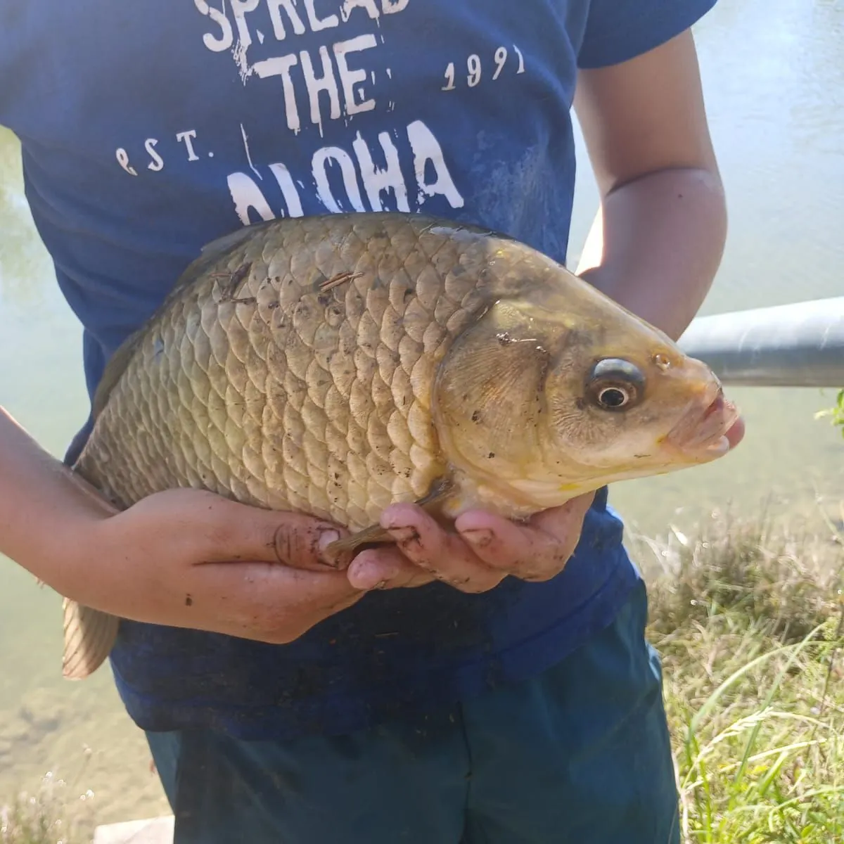 Prussian carp caught on Fishbrain