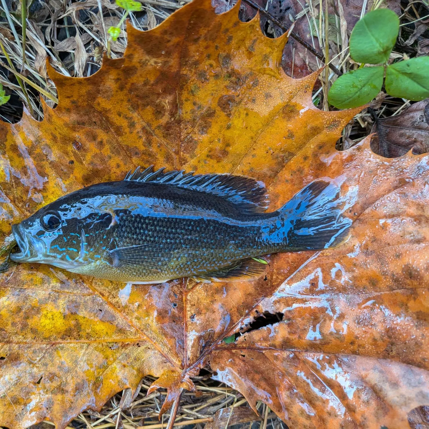 Green sunfish caught on Fishbrain