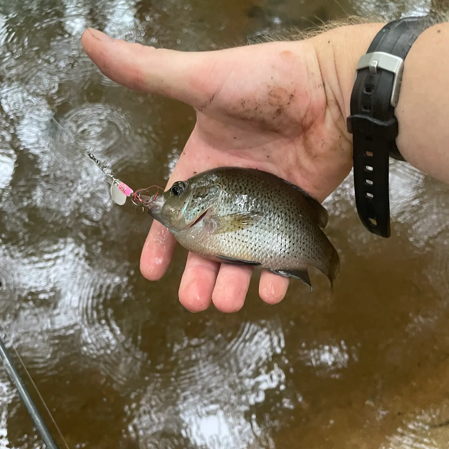 The most recent Spotted sunfish catches on Fishbrain