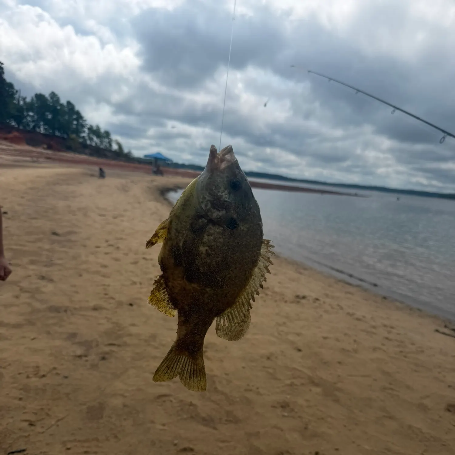Bluegill caught on Fishbrain
