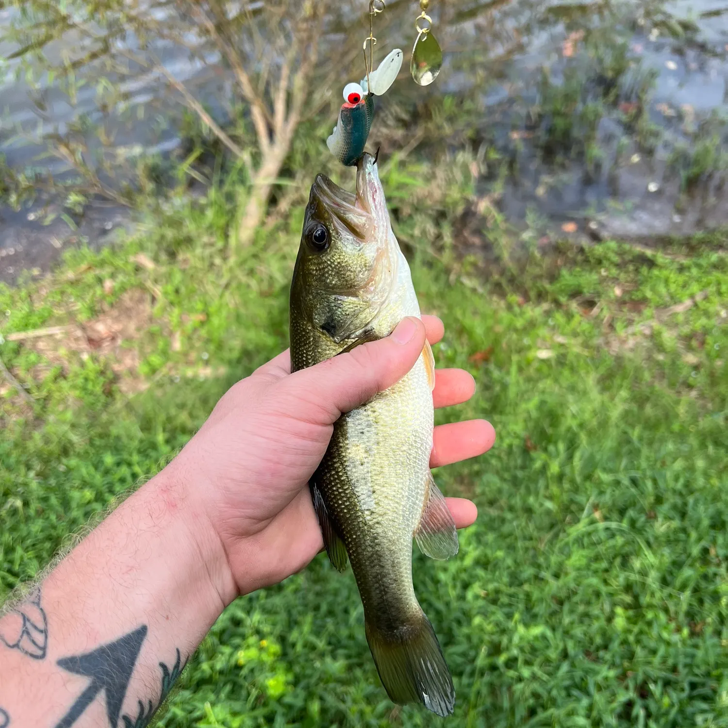 Largemouth bass caught on Fishbrain