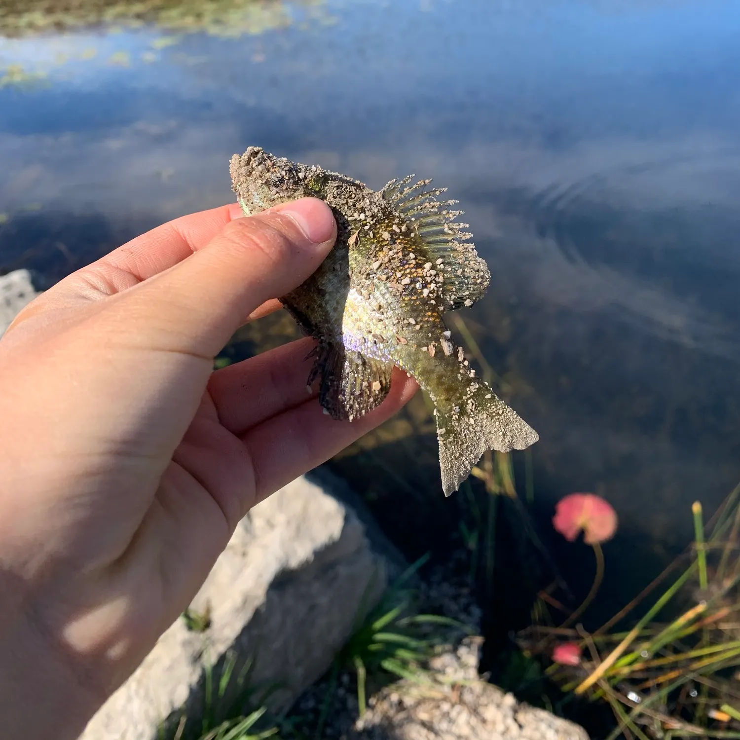 Bluegill caught on Fishbrain