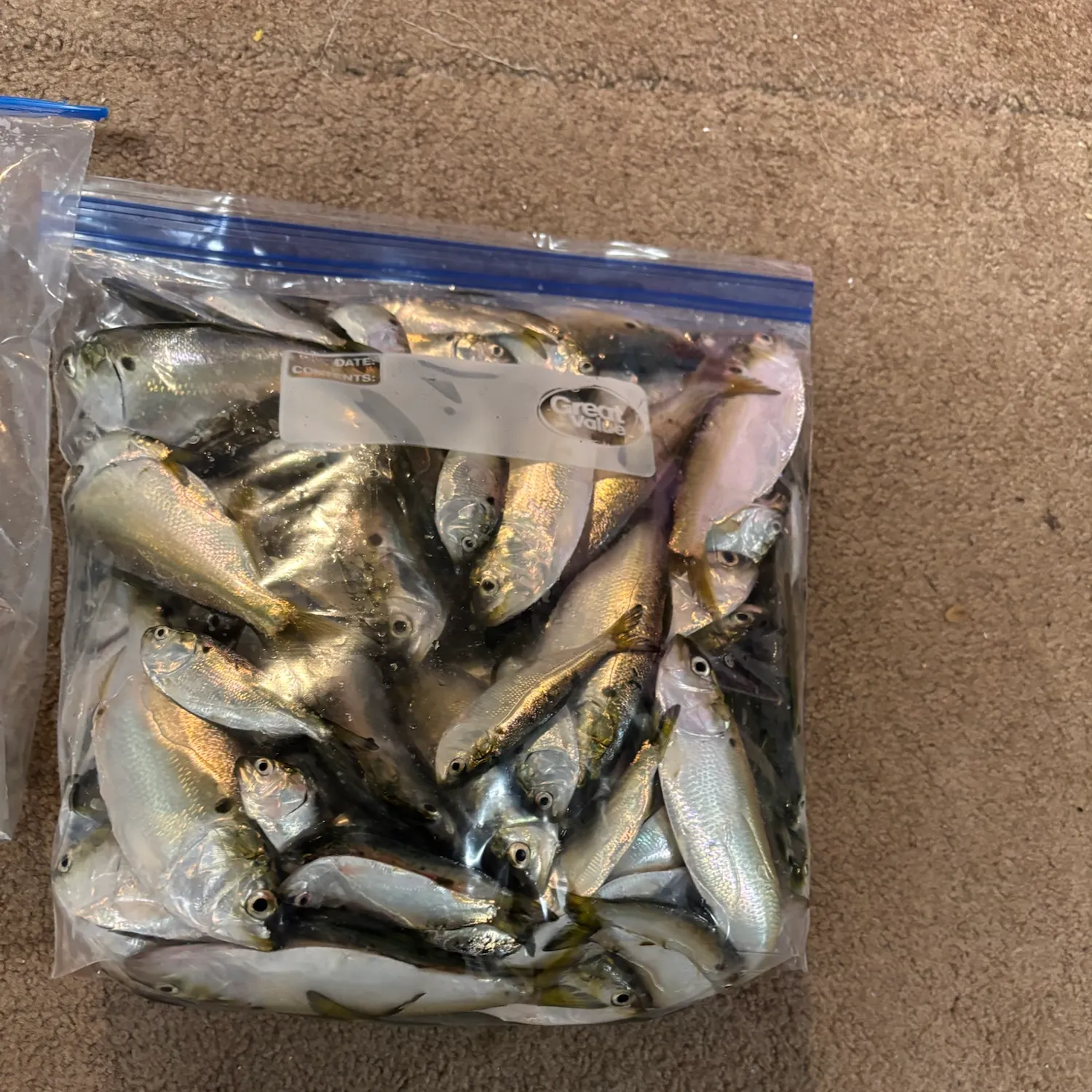 The most recent Atlantic menhaden catches on Fishbrain