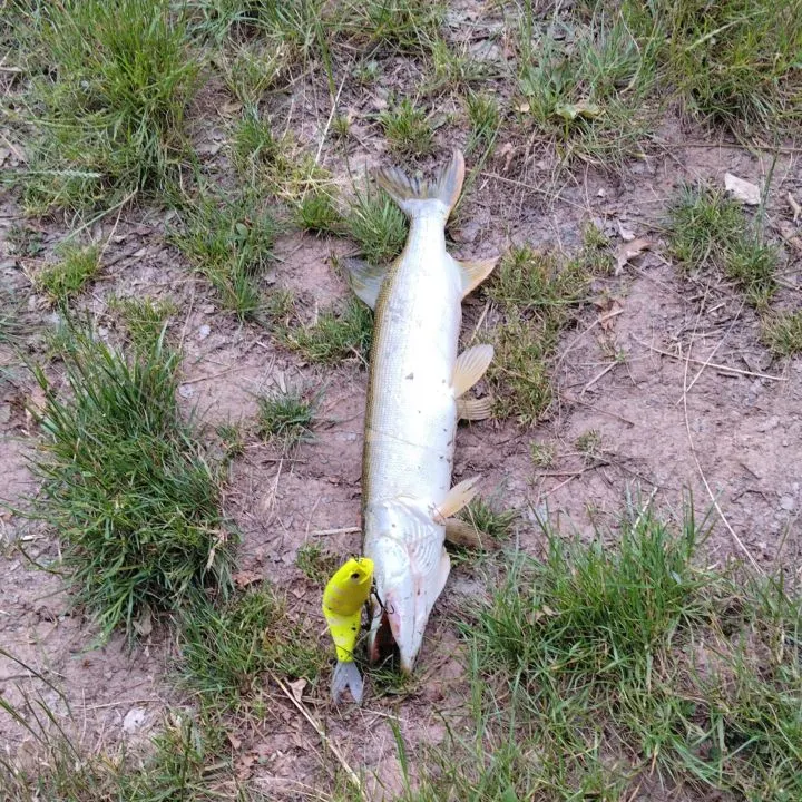 Northern pike caught on Fishbrain