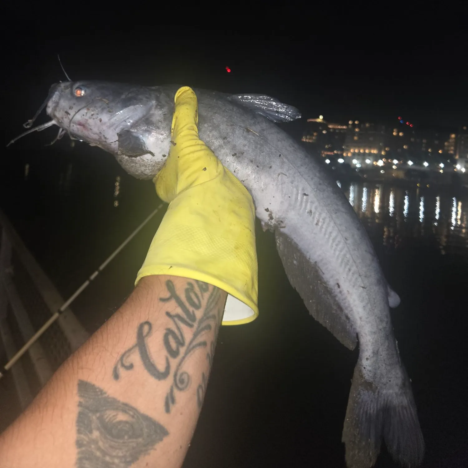 Blue catfish caught on Fishbrain