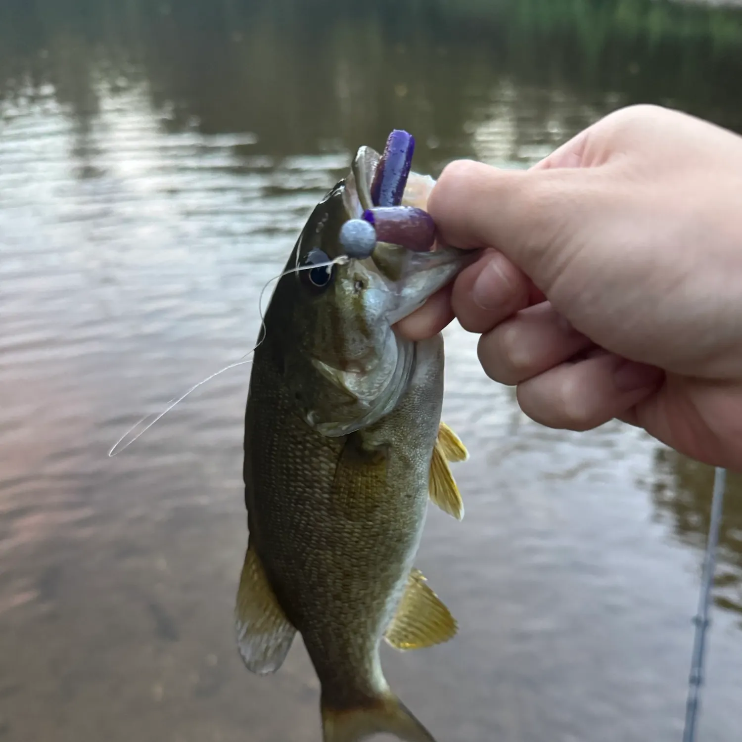 Smallmouth bass caught on Fishbrain