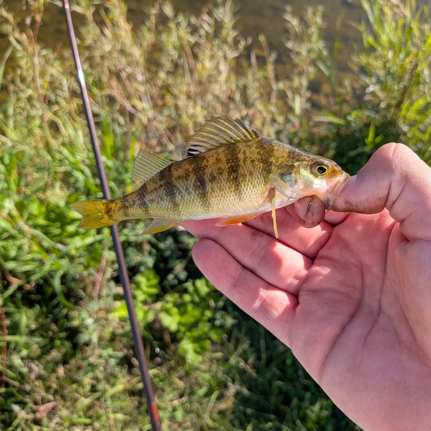 Yellow perch caught on Fishbrain