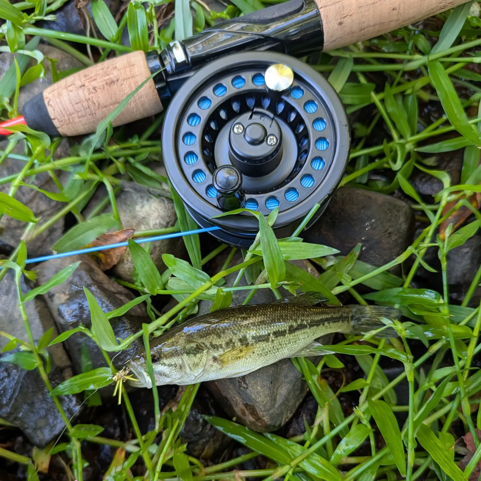 Spotted bass caught on Fishbrain