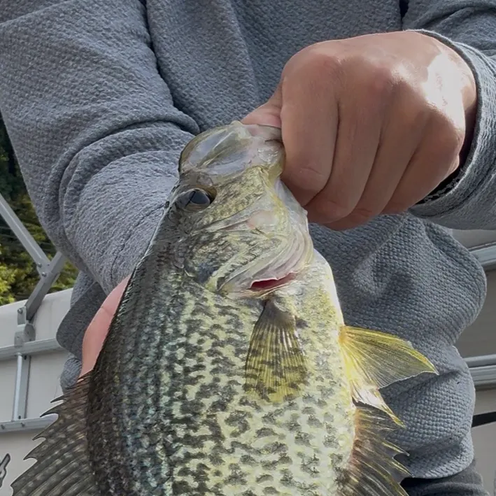 Black crappie caught on Fishbrain