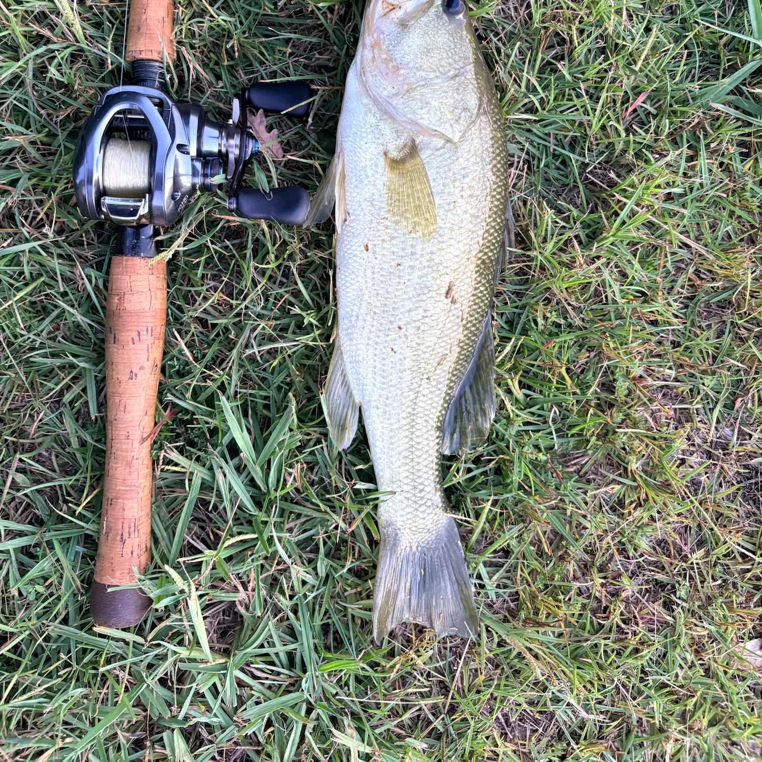 Largemouth bass caught on Fishbrain