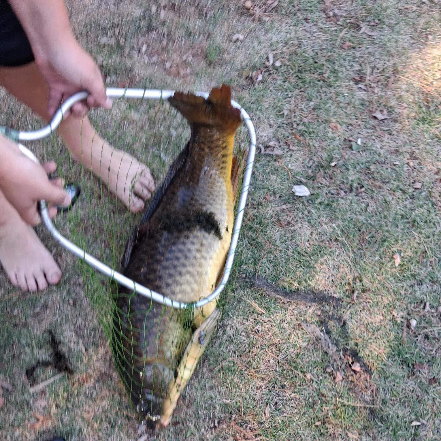 Common carp caught on Fishbrain