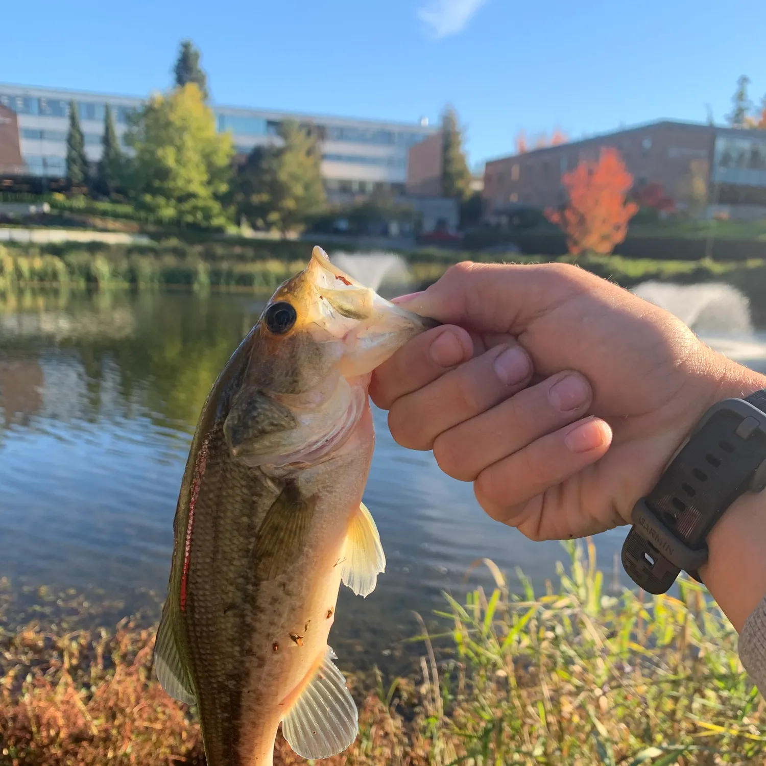 catch