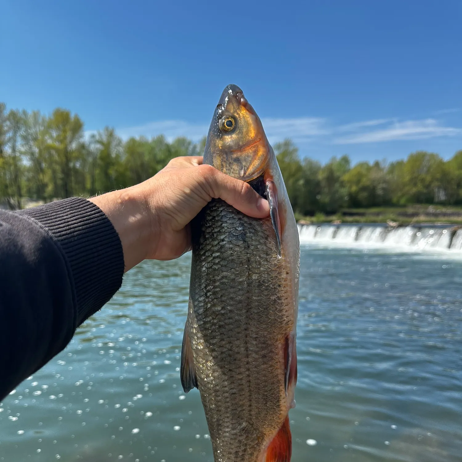 The most recent Common nase catches on Fishbrain