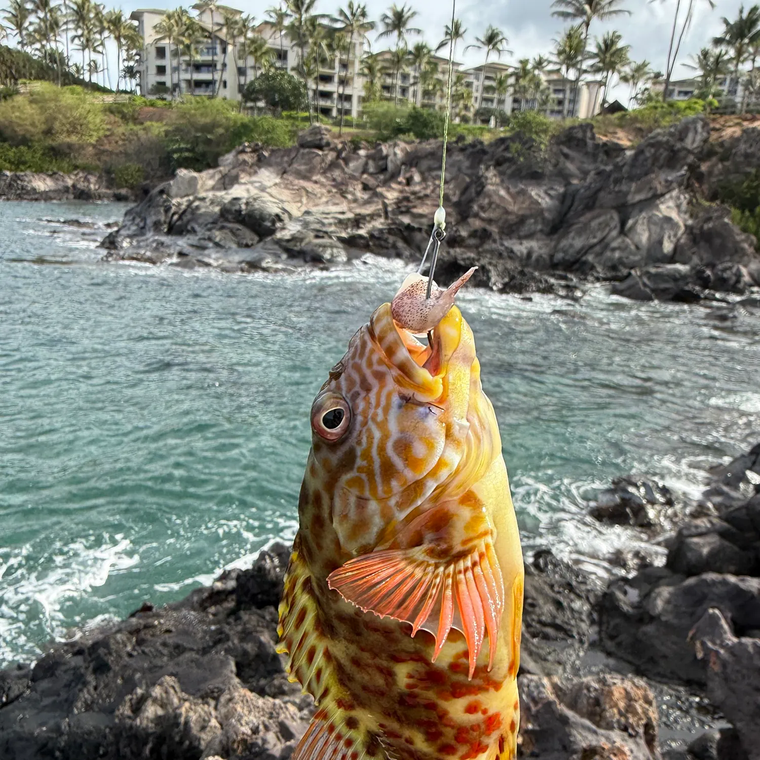 The most recent Stocky hawkfish catches on Fishbrain