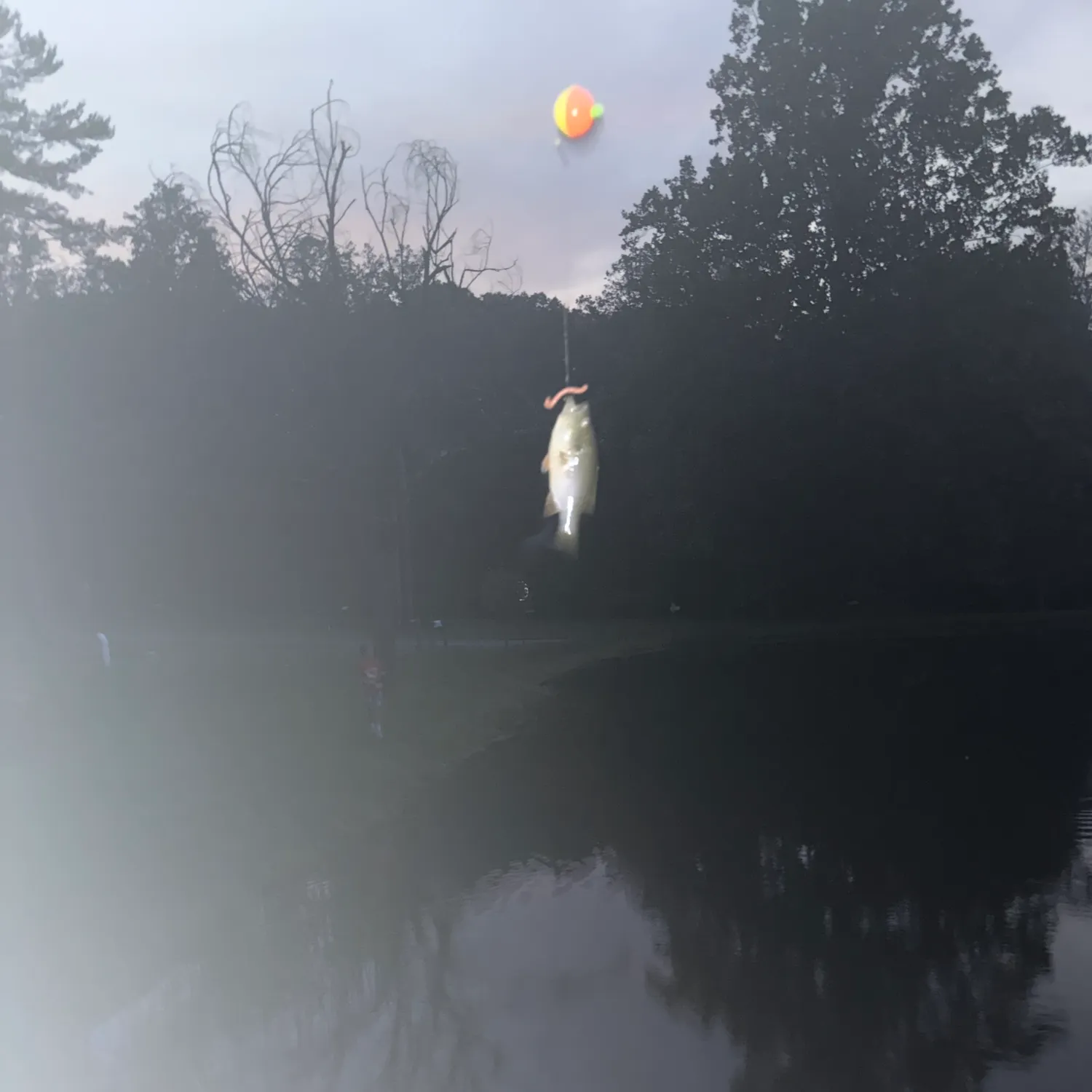 Fish caught on Fishbrain