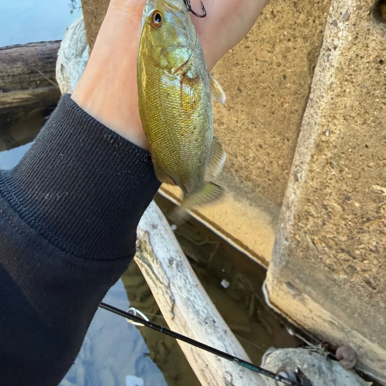 Smallmouth bass caught on Fishbrain