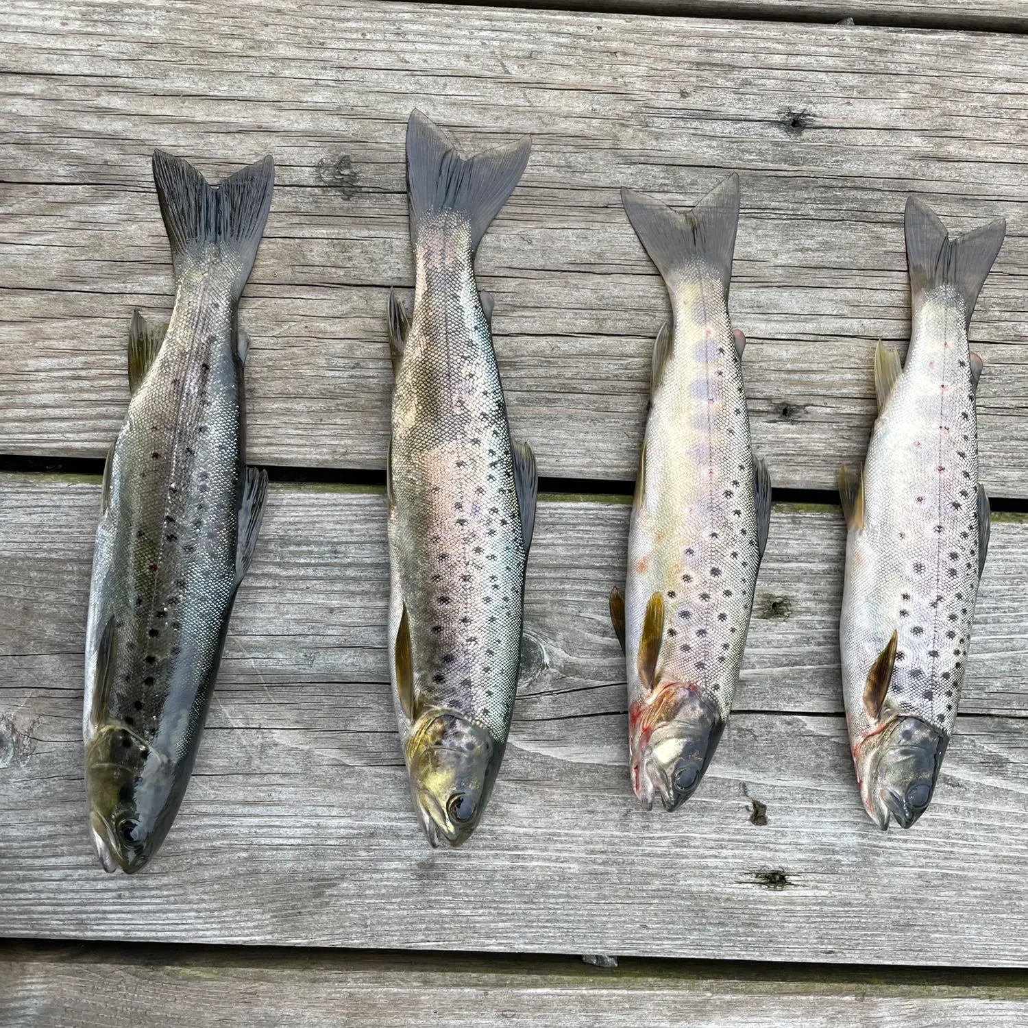 recently logged catches