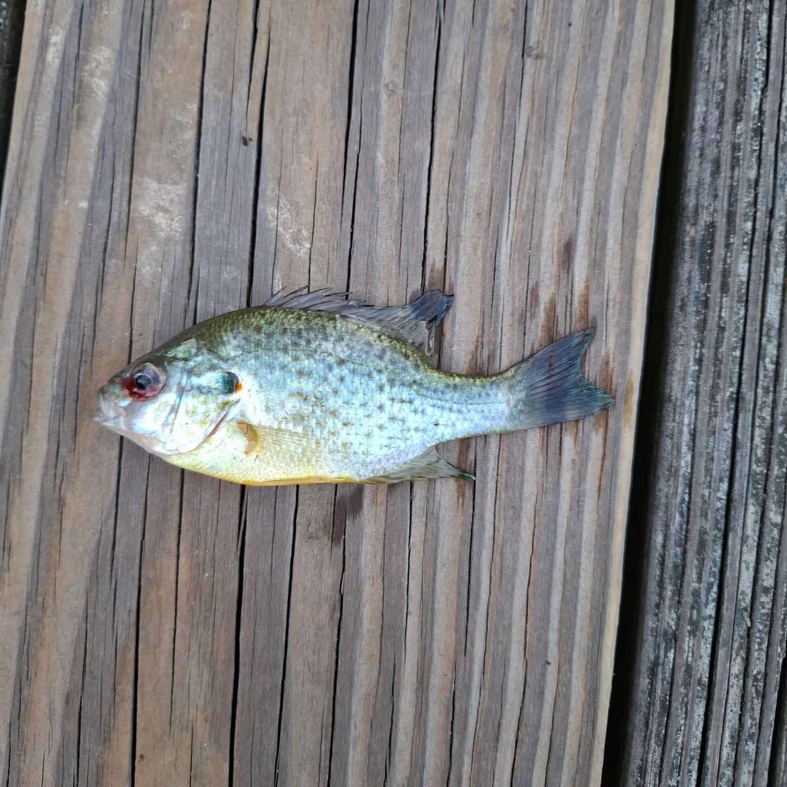 Pumpkinseed caught on Fishbrain