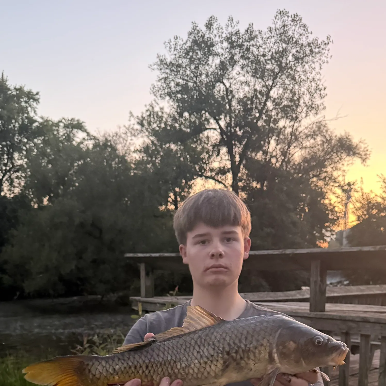 Common carp caught on Fishbrain