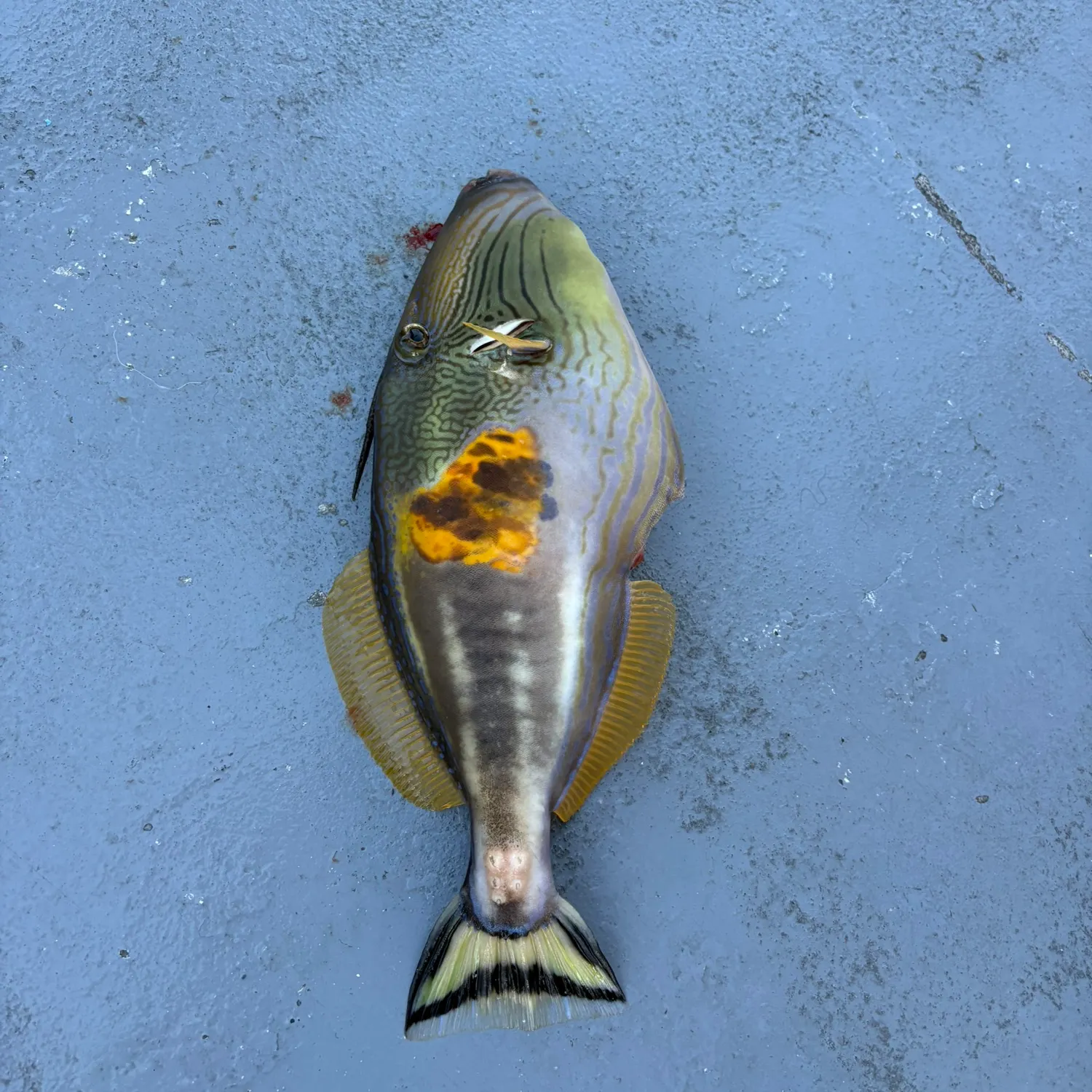 The most recent Six-spined leatherjacket catches on Fishbrain