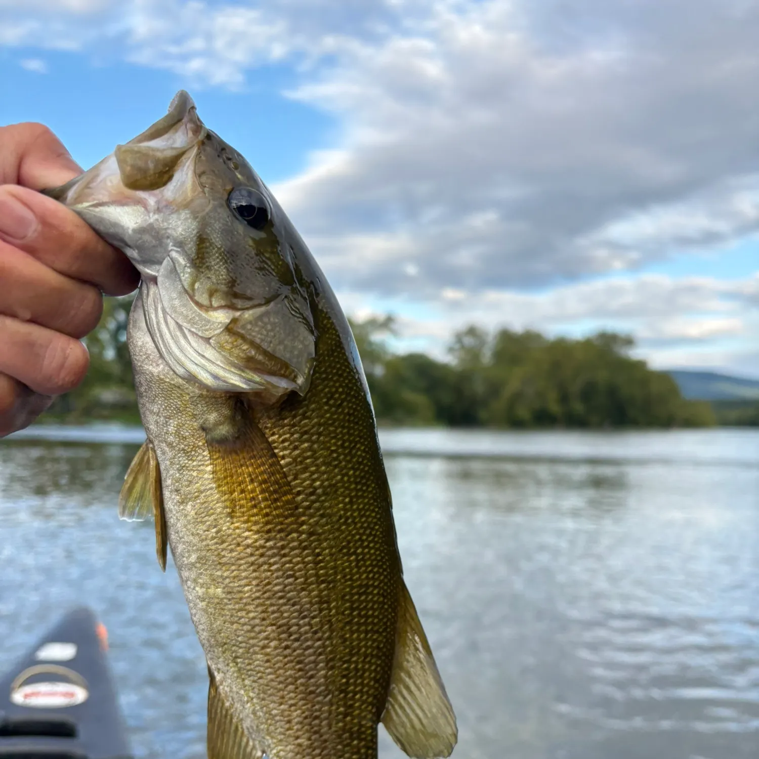 Smallmouth bass caught on Fishbrain