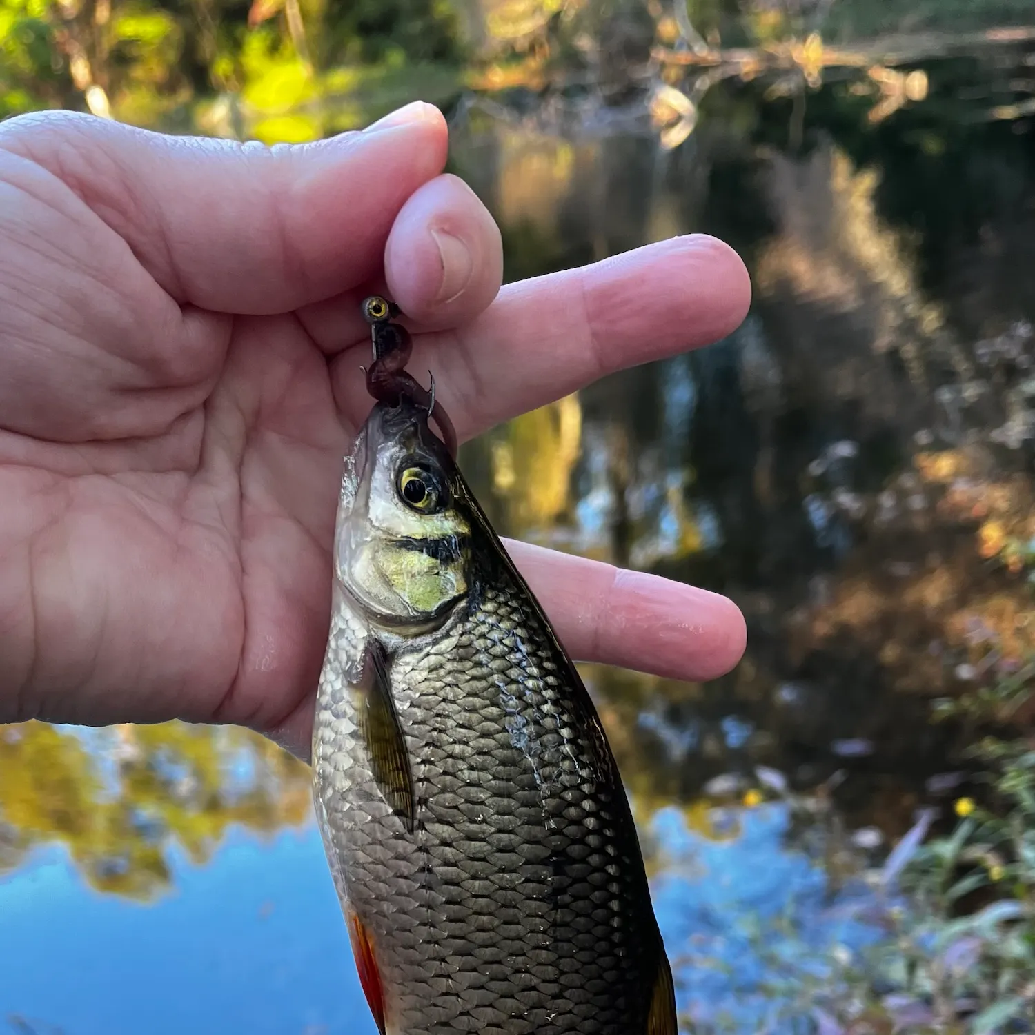 Golden shiner caught on Fishbrain