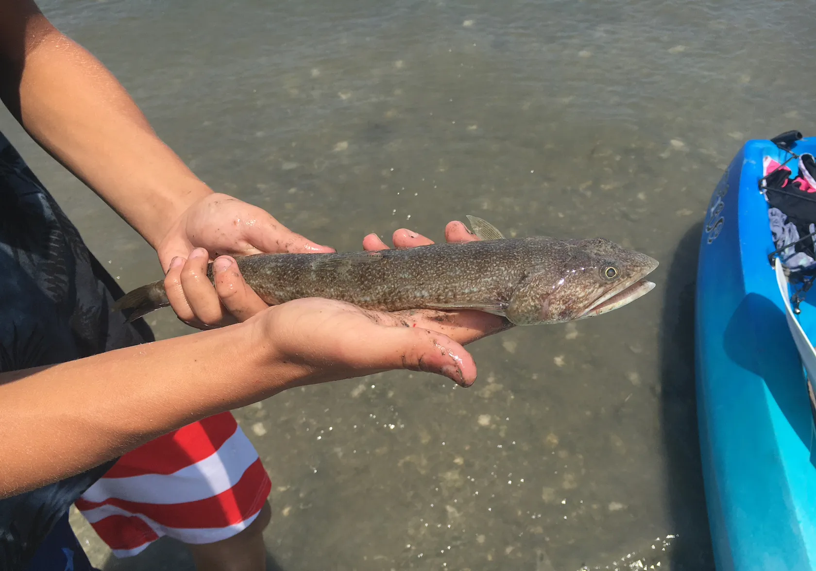 Inshore lizardfish