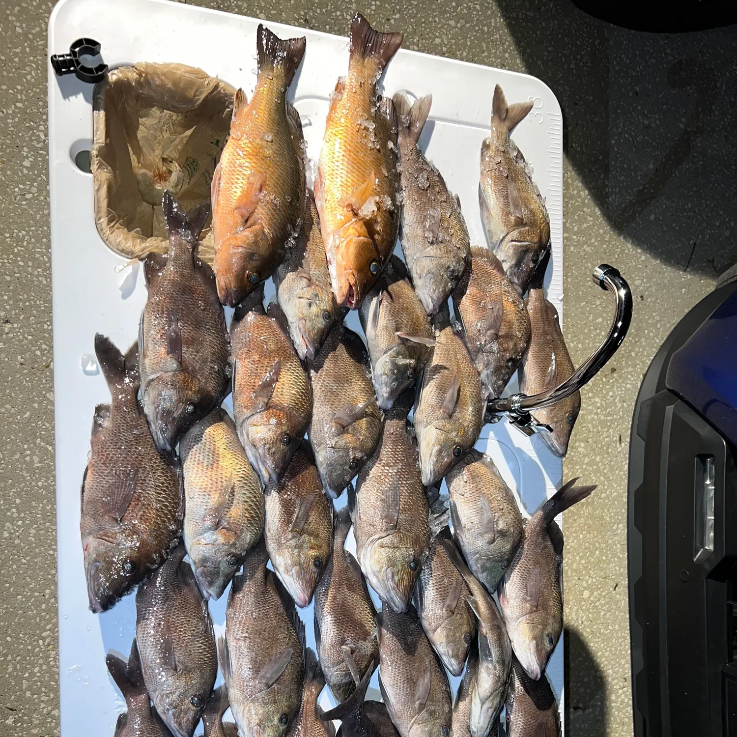 The most recent White grunt catches on Fishbrain