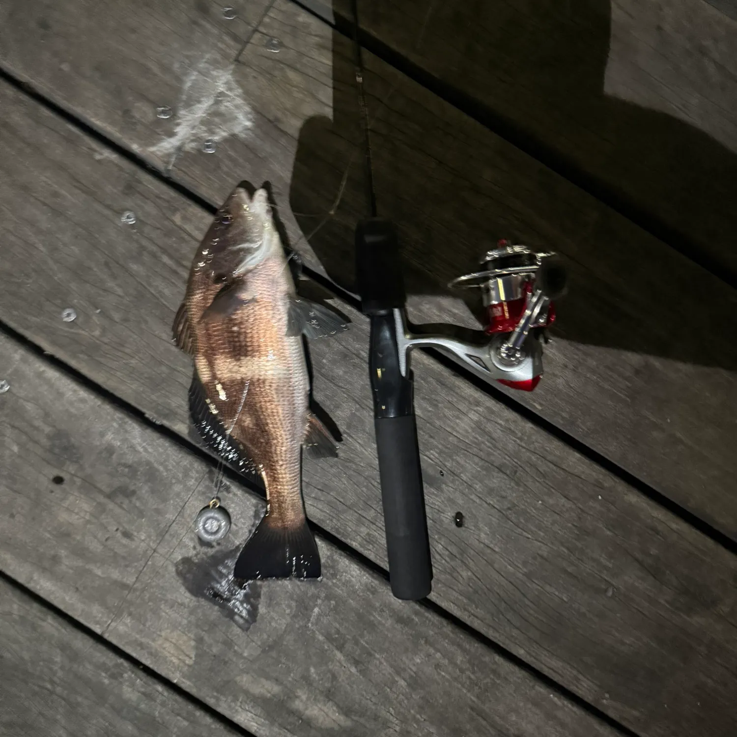The most recent Black croaker catches on Fishbrain
