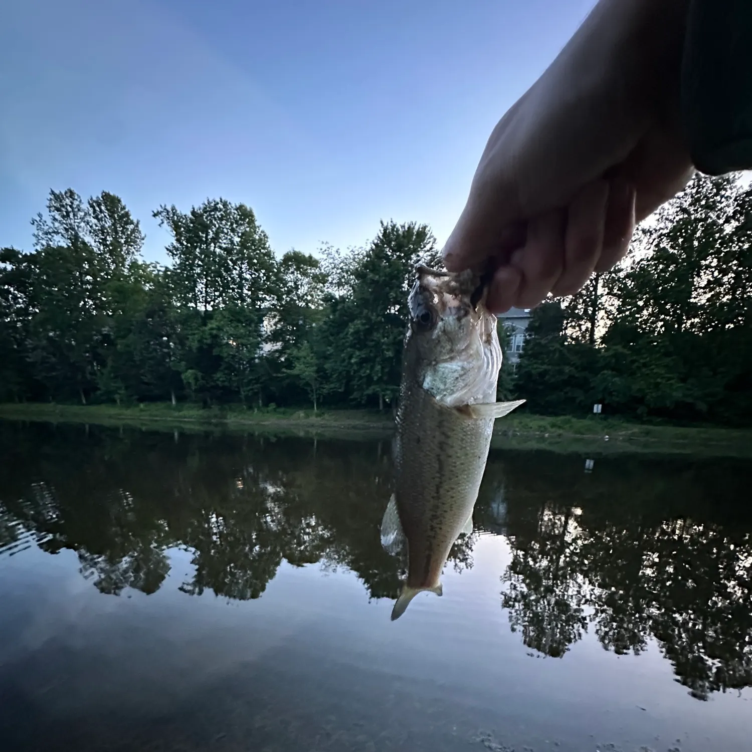 angler catch