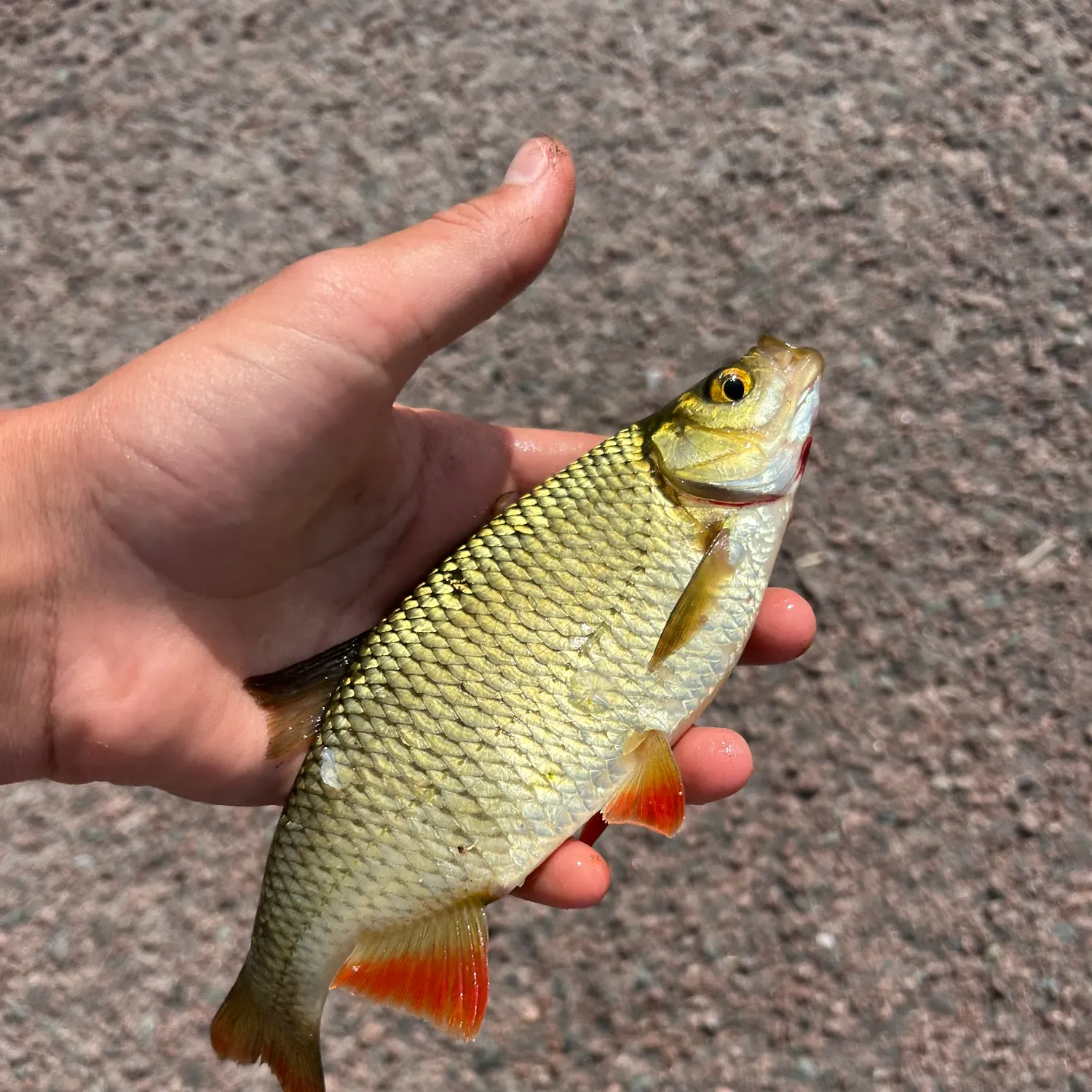 Common rudd caught on Fishbrain