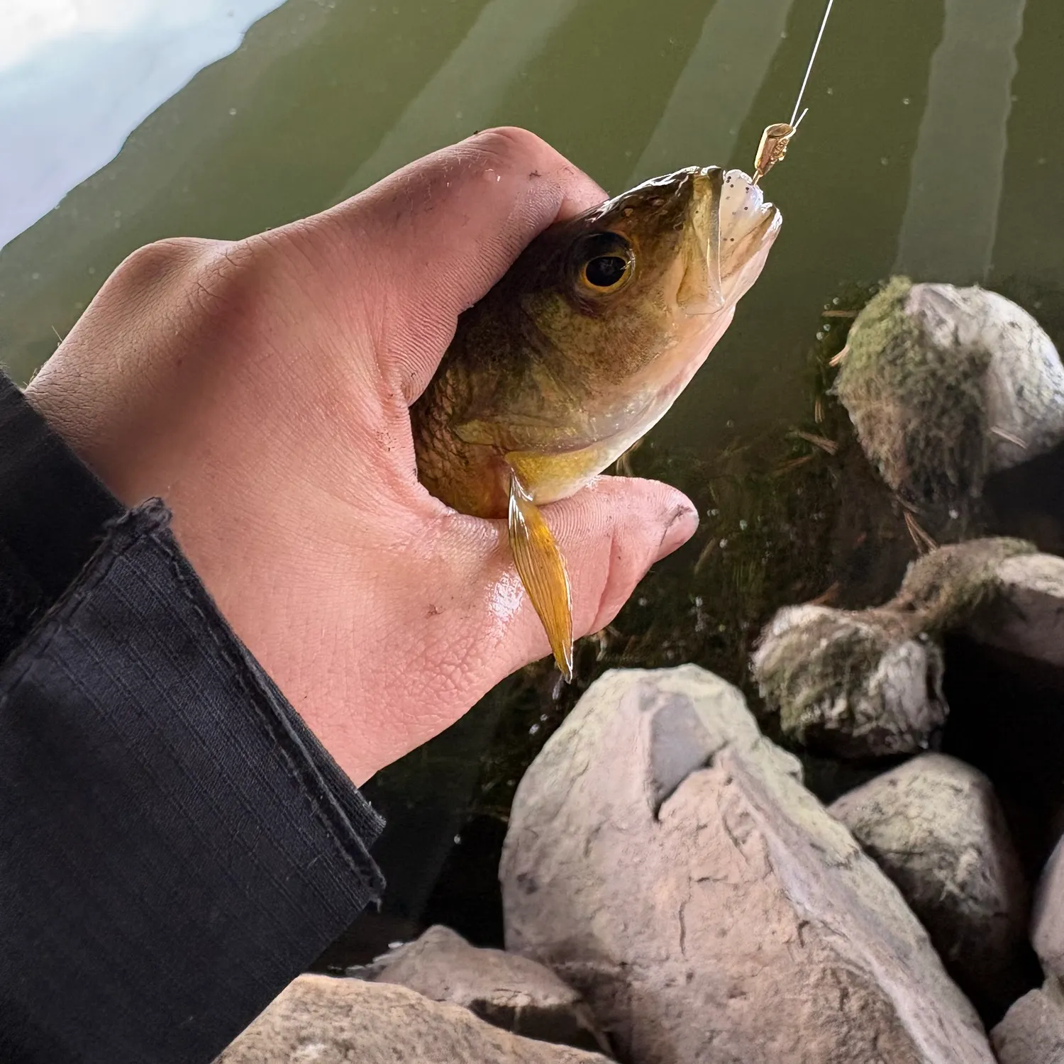 Yellow perch caught on Fishbrain